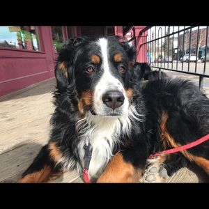 Meet your Posher, Lara